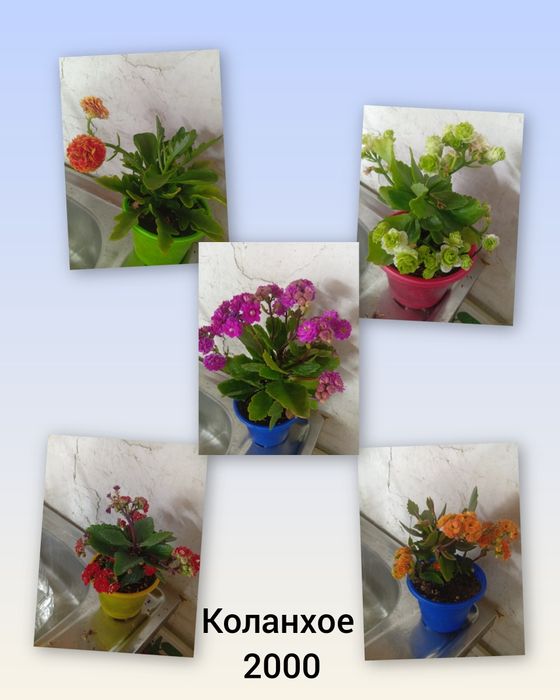Комнатные растения
