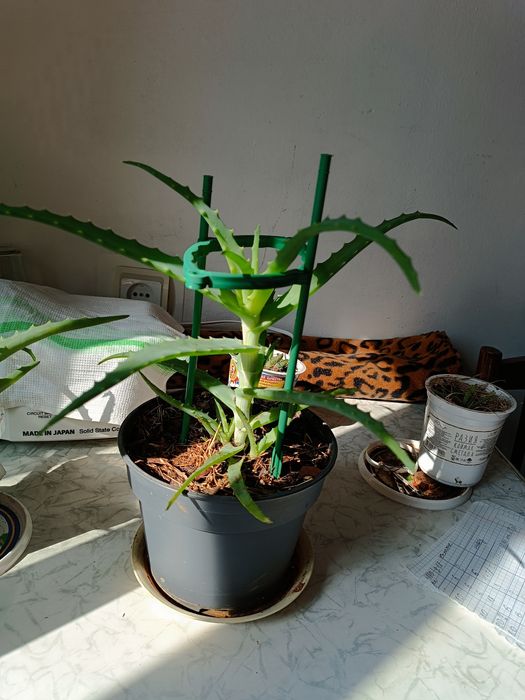 Комнатные растения, алой