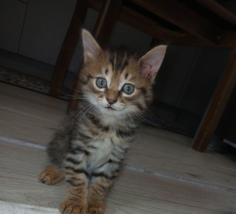 Отдам котят в хорошие руки