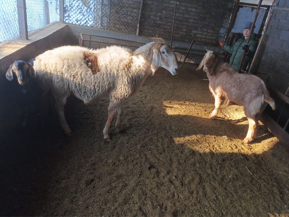 Кошкар крупный производитель