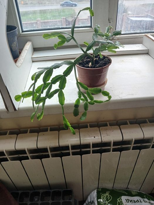 Продаю комнатные цветы