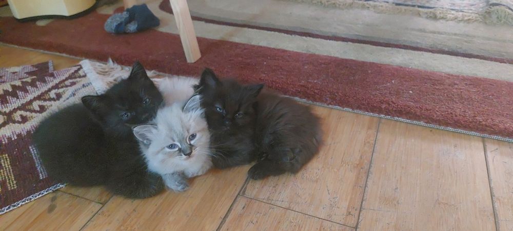 Продаем котята от породистых