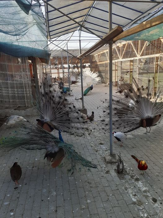 Vand pauni si fazani