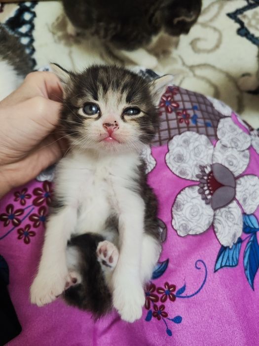 Продаются котята рождённые 06.02.25г . Состояние отличное, здоровые.