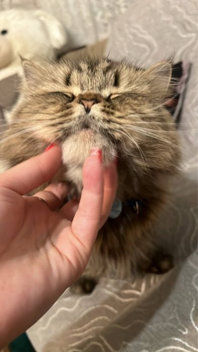 Две маленькие красавицы ищут дом!