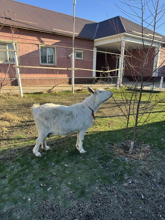 Ешкі сатылады Занин