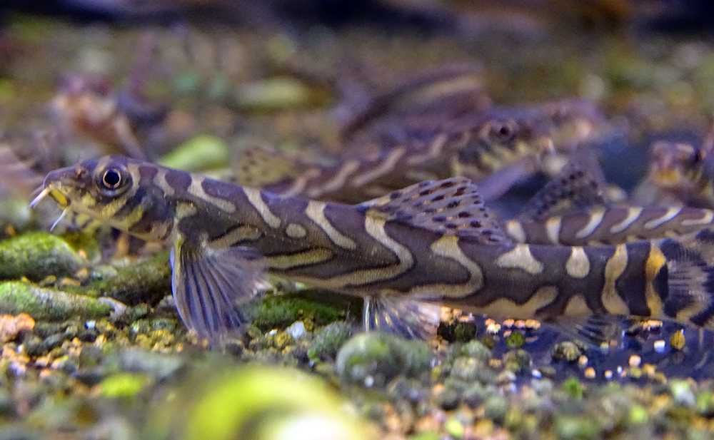 Аквариумная рыбка "Вьюн Зодиак"