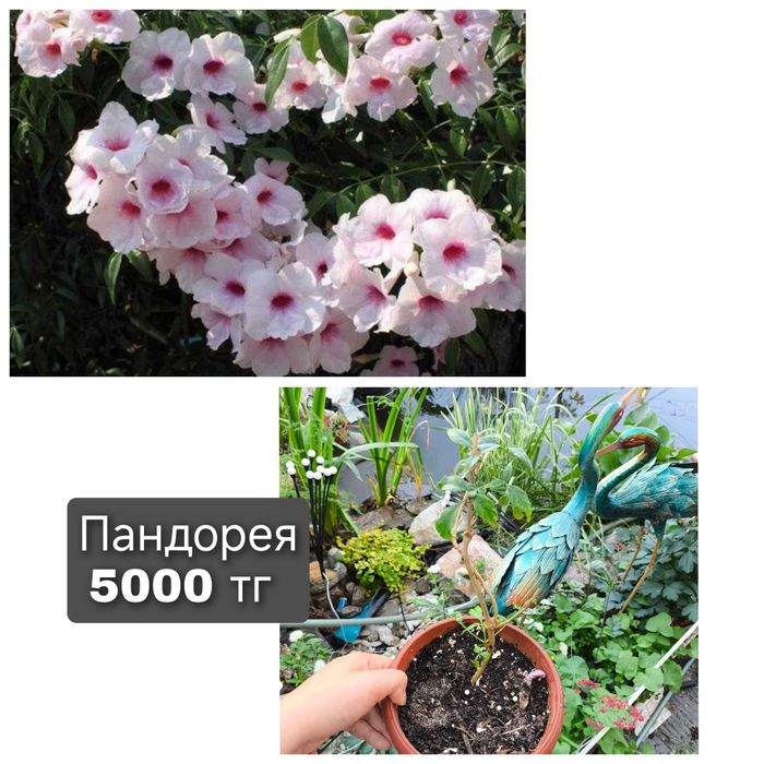 Комнатные растения сортовые