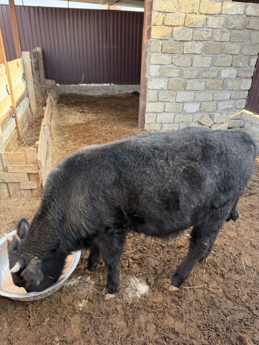 Баспақ сатылады еркінқалада