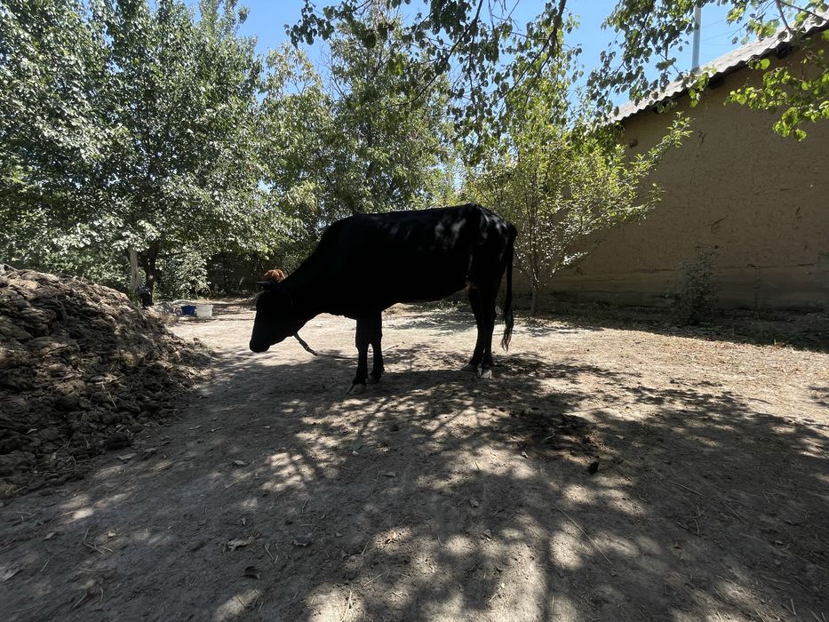 Qora tana sotiladi