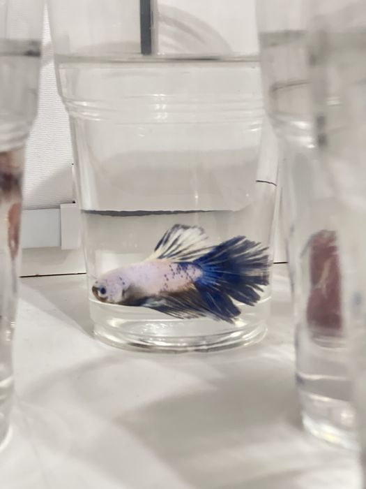 Петушок. Хит среди аквариумных рыб