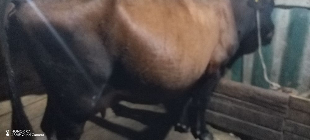 Сиыр  Корова сатылады