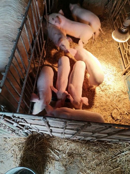 Продавам малки прасета!