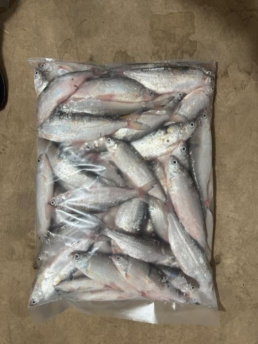Продам свежевыловленную пелядь