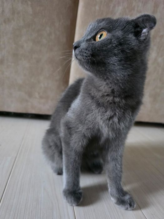 Кошечка,срочно ищет дом!