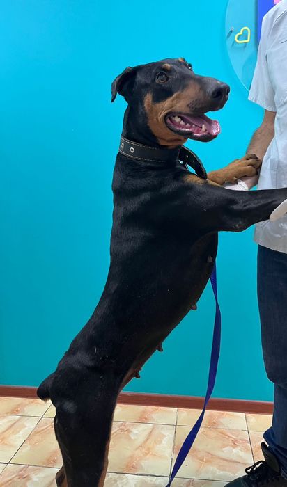 Продам собаку доберман