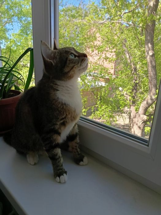 Стерилизованная кошечка