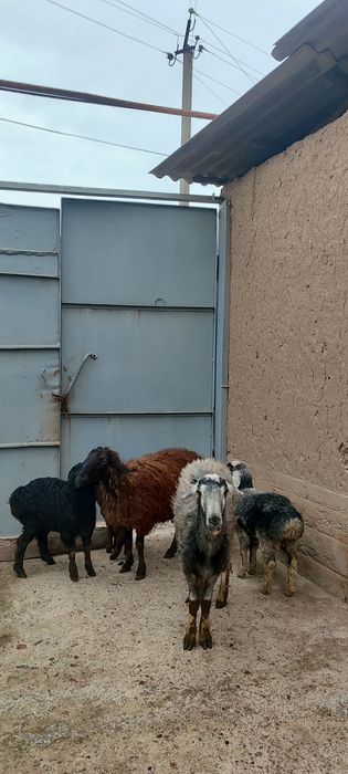 Ona bola qoʻylar sotiladi