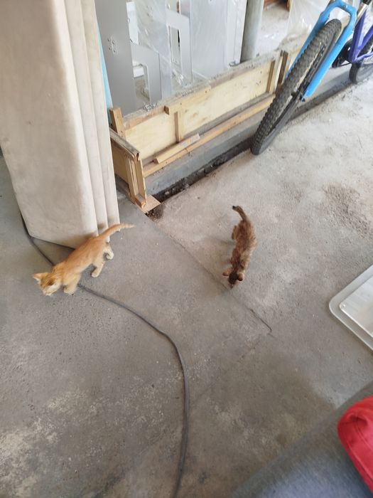 Отдам котят в добрые руки.