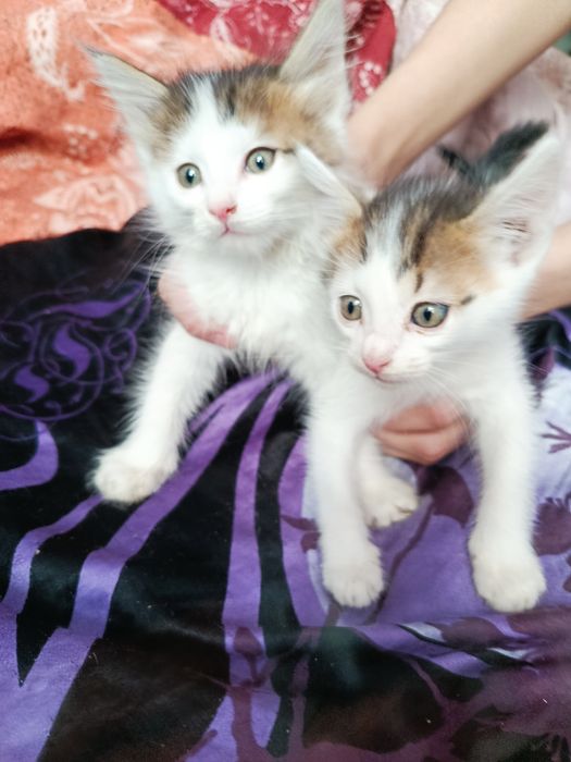 Котята в хорошие руки