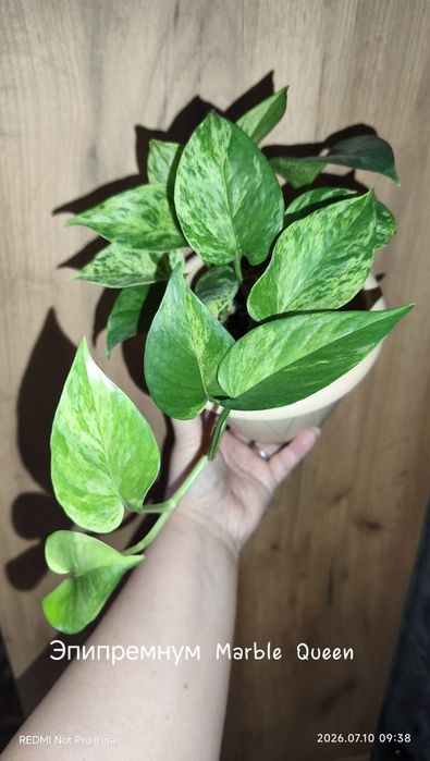 Эпипремнумы сортовые излишки