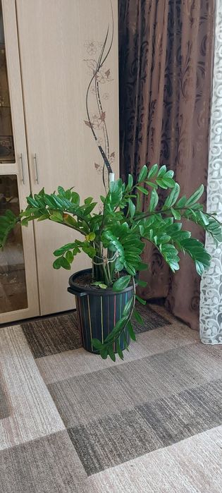 Продам Замиокулькас. Долларовое дерево