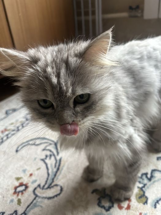 Кошка сибирка малышка
