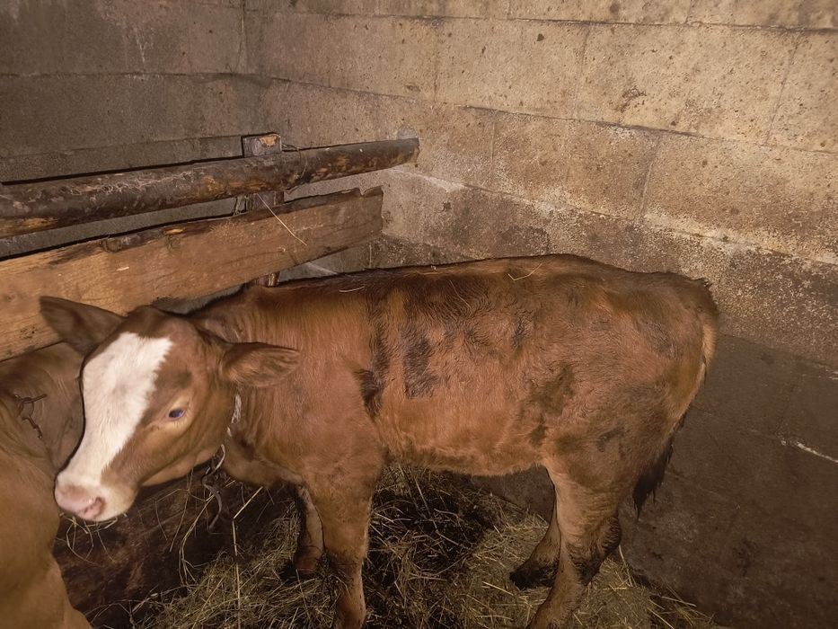 Vând vițea de lapte!!