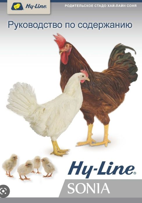 Цыплята 100 % курочки несушки Хай-лайн и Сенди Сертухум Макён жужалари