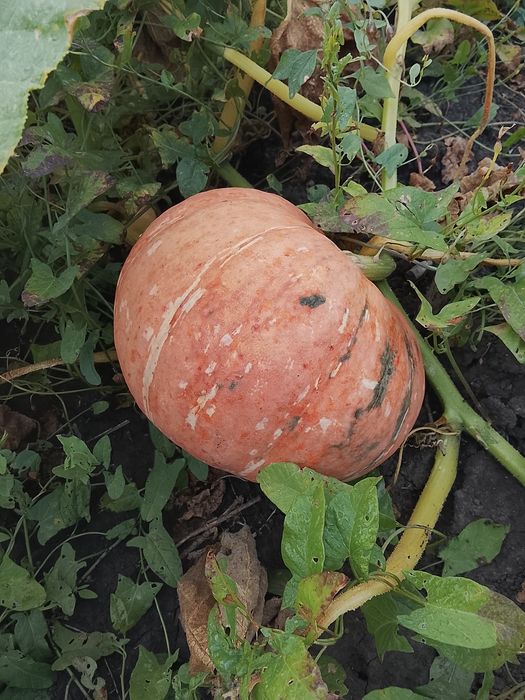 Продам тыкву этого сезона