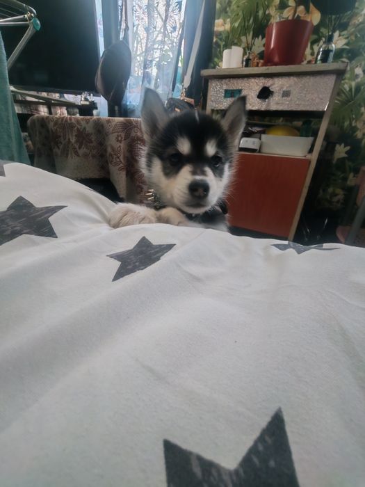 Продам девочку хаски