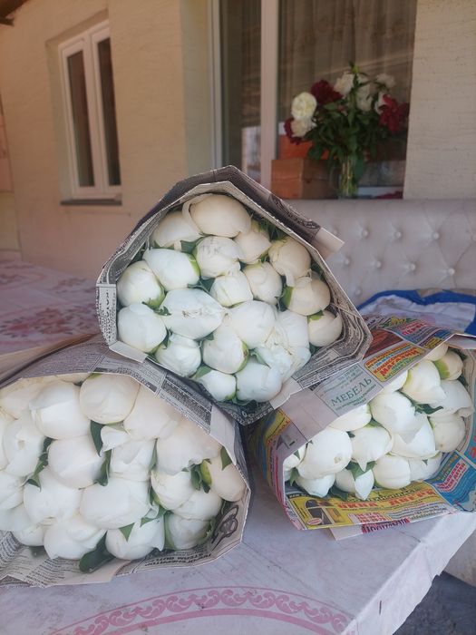 Пионы оптом продам