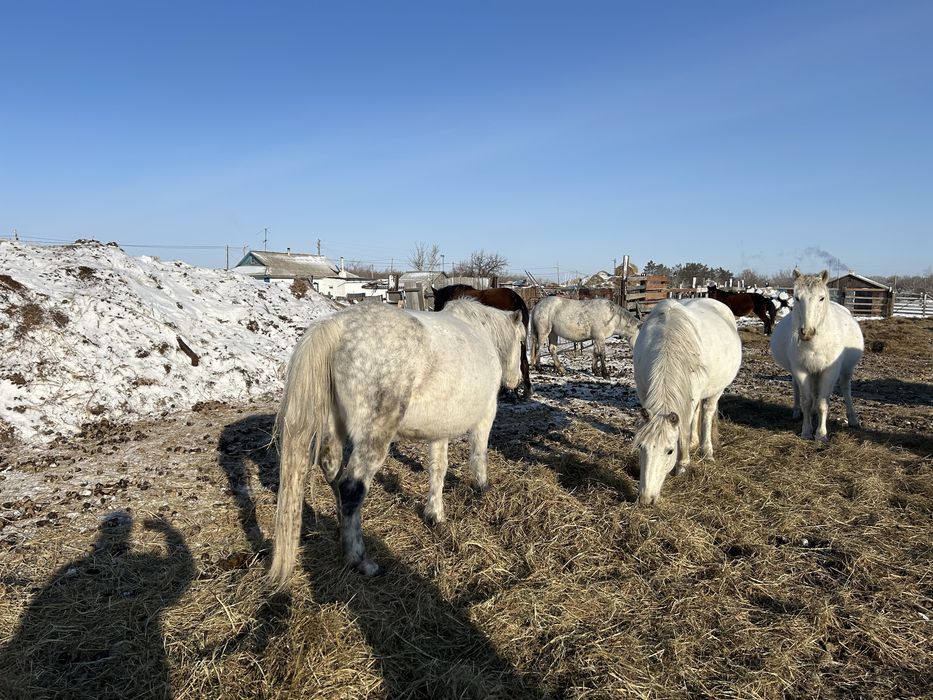 Продам лошадей оптом с жеребятами
