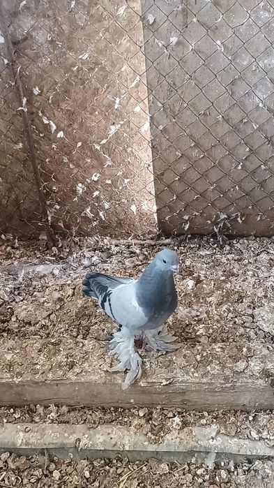 Голуби пискуны на игру