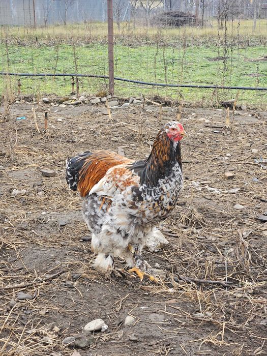 Cocos brahma portelan