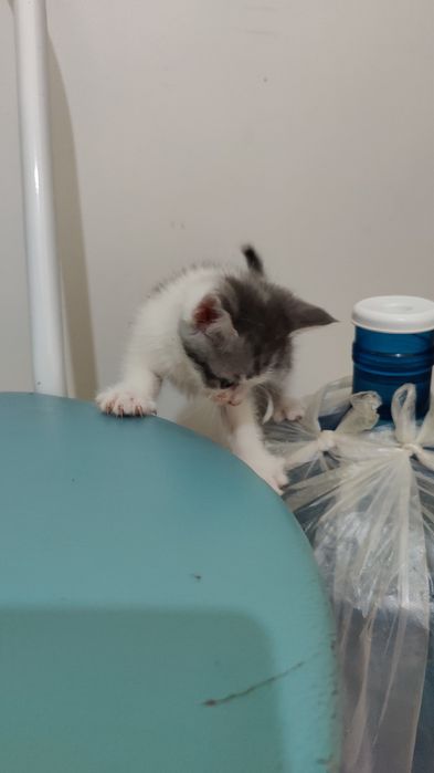 Продам котёнка не дорого !