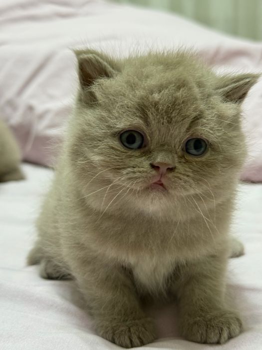 Skotish fold, skotsh strayt  1oylik sotiladi rangi seriy, qiz bola