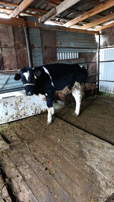 Семіз    байланған   ұрғашы   мал.