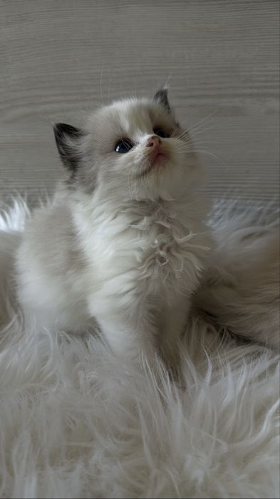 Рэгдолл Рэгдолл Рэгдолл!!!