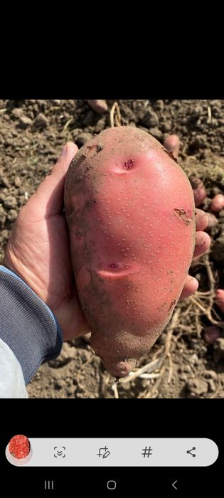 Картофель отборный красный