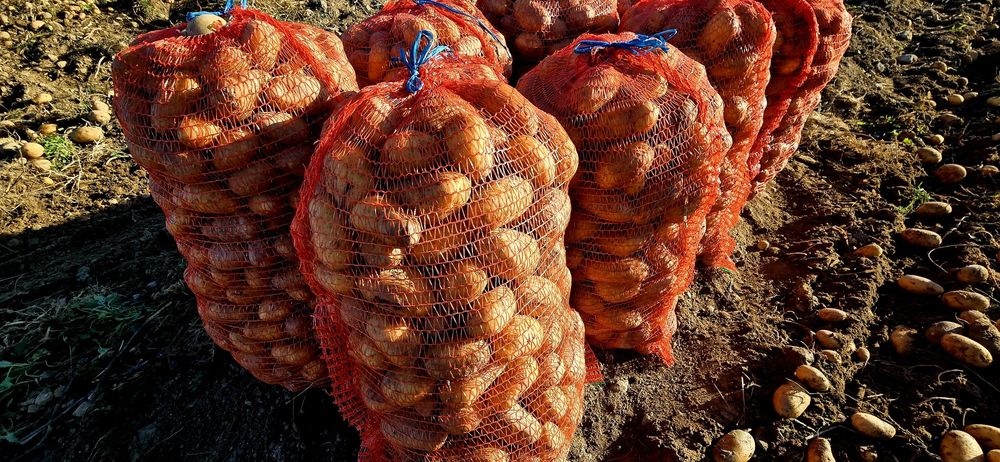 De vanzare - cartofi de consum!