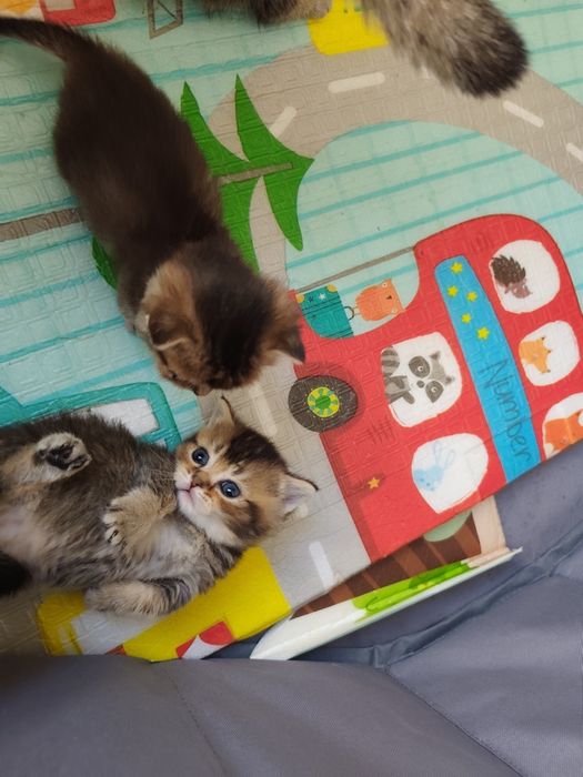 Бесподобные котята Манчкины