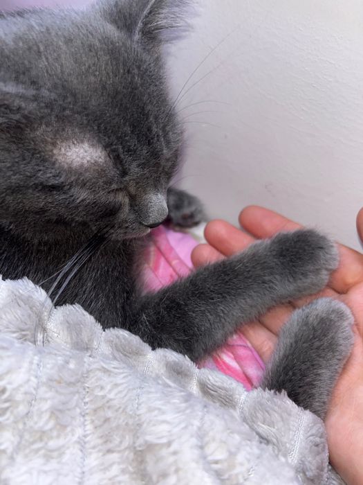 Продается котенок