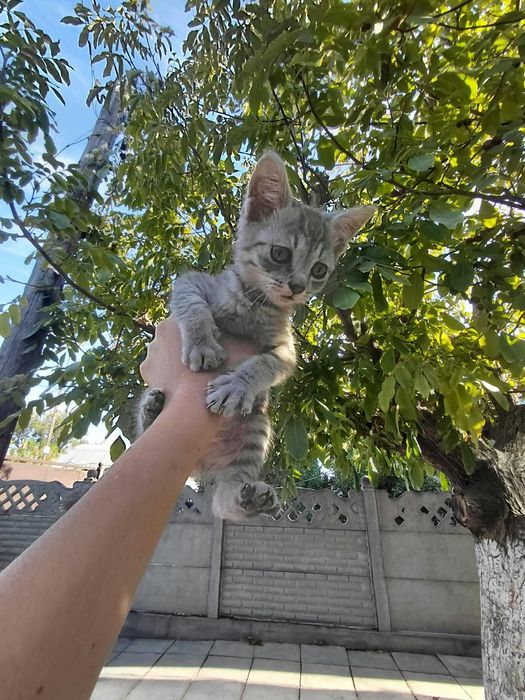 Котята ищут дом, мальчик и девочка