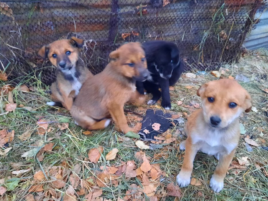 Отдам щенков бесплатно