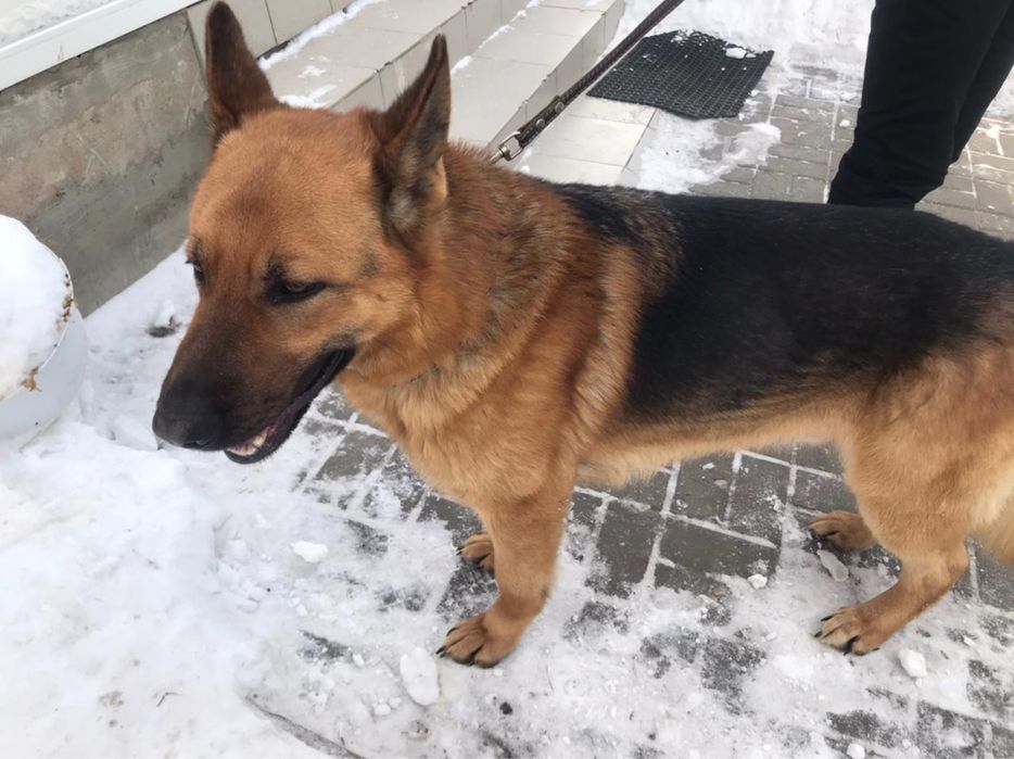 Вязка, овчарка,крупный самец