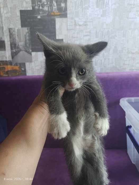 Отдам котят, девочки.