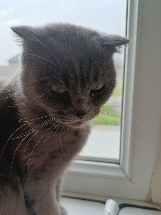 Кошка британка, домашняя 7 лет