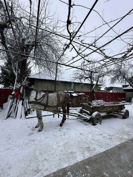 Vând Iapa mai multe detalii la telefon