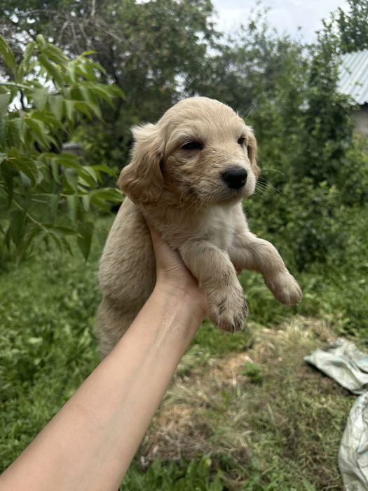 Милейщий щенок ищет дом